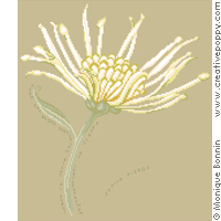 Haïku d'automne: le chrysanthème