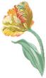 tulipe perroquet broderie point de croix création Monique Bonnin